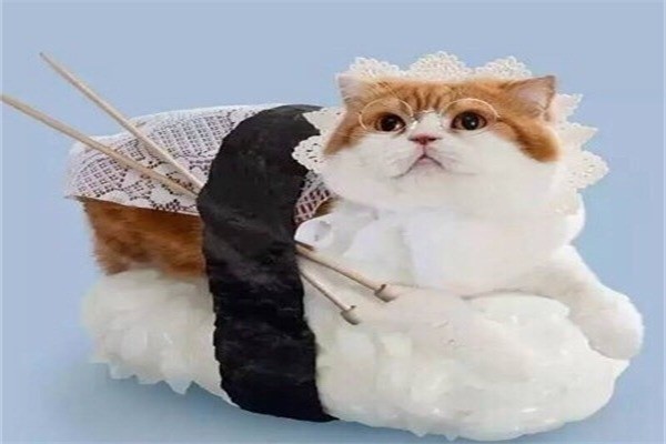 喵星人创意寿司